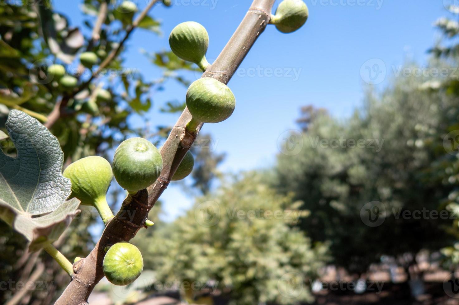 figues poussant sur un figuier. fond naturel. photo