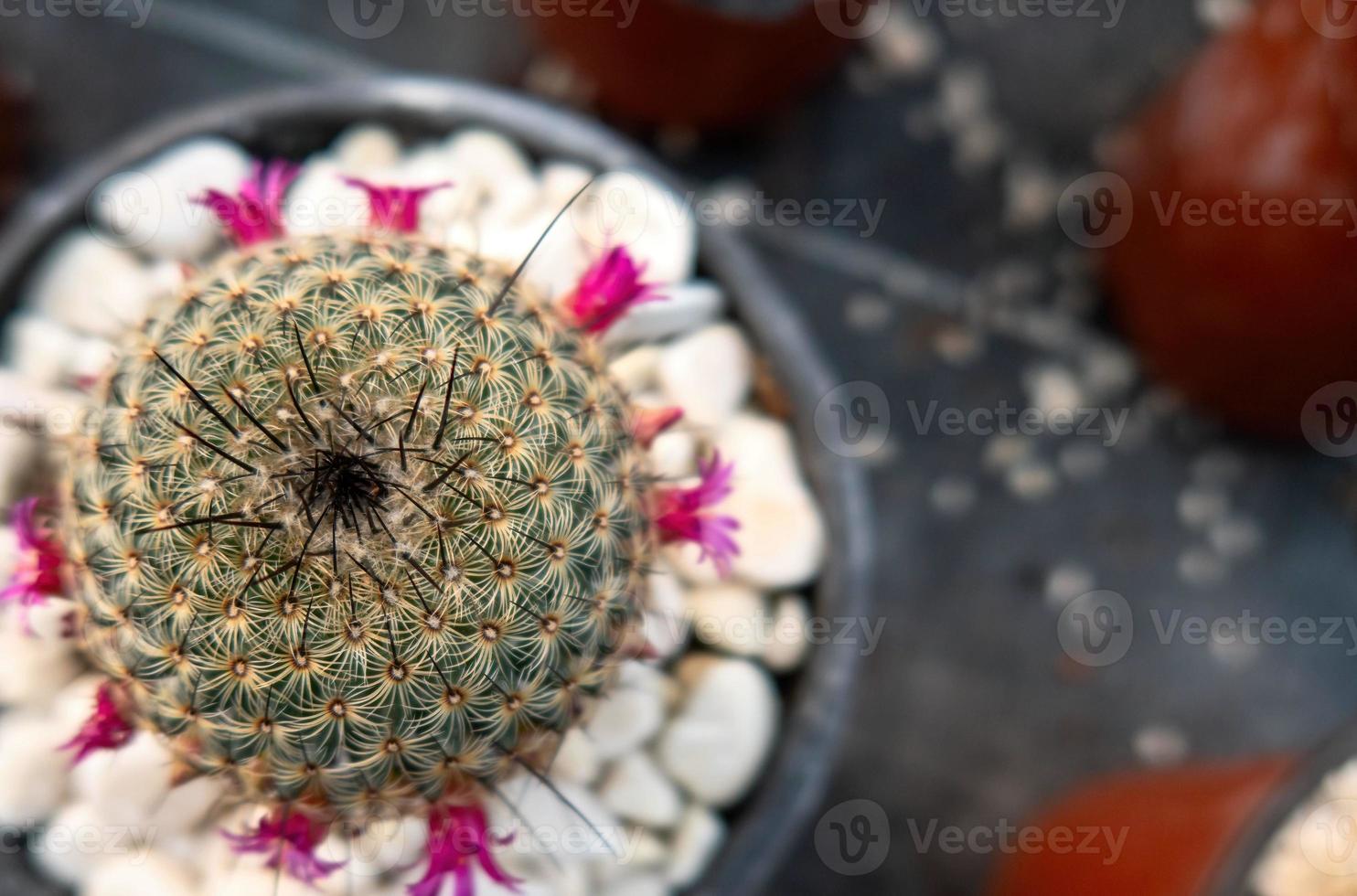 Mammillaria albilanata fleurs en thaïlande hiver photo