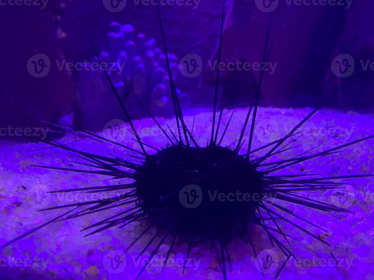 oursin sur le sable sous l'eau dans l'aquarium avec éclairage bleu photo