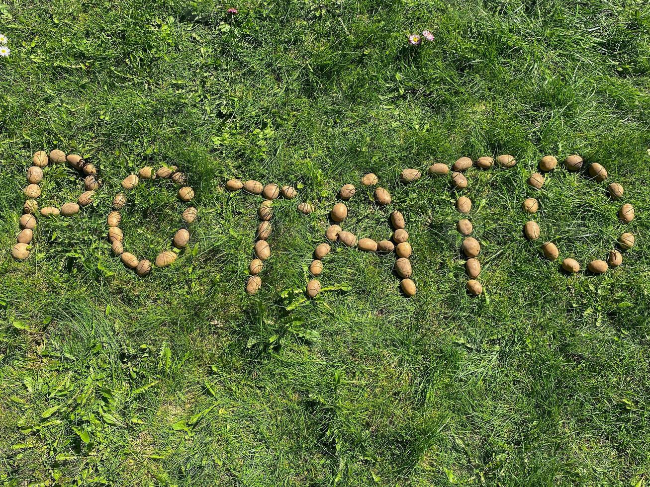 les pommes de terre d'inscription faites de lettres de jaune naturel belles pommes de terre féculentes saines mûres et savoureuses fraîches dans le sol sur l'herbe verte. l'arrière-plan photo