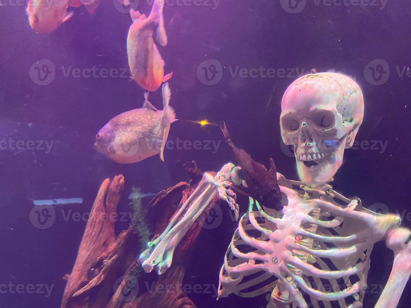 Deep Sea Décoration pour aquarium crâne