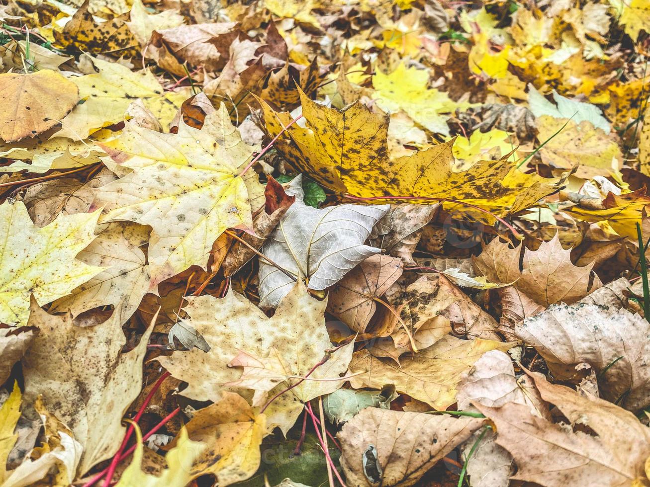 feuilles jaunes, temps d'automne. texture à partir de matériaux naturels, arrière-plan volumétrique 3d. les feuilles d'érable se trouvent sur le sol, le temps d'automne photo