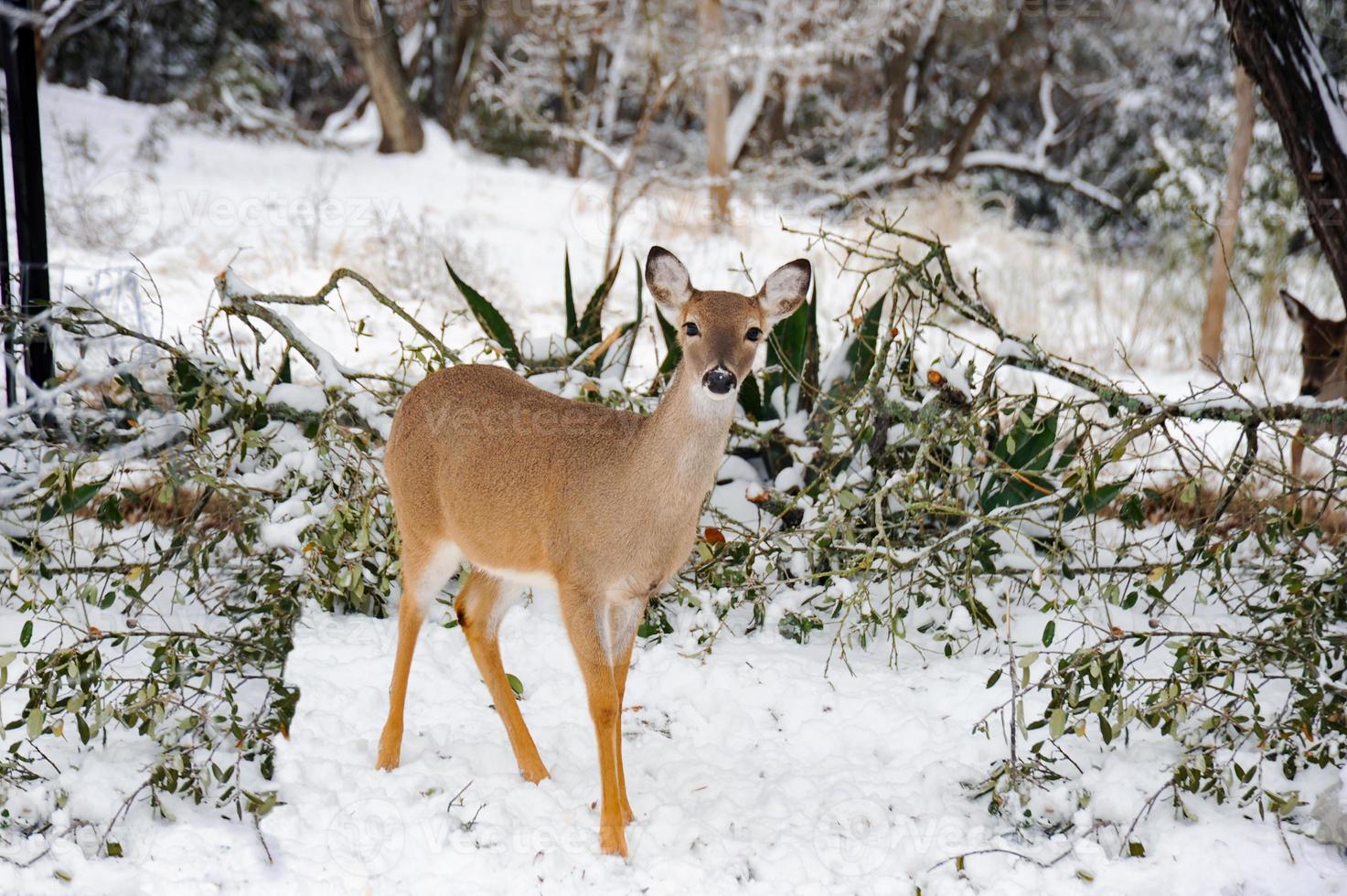 biche à queue blanche dans la neige et une froide journée d'hiver dans la forêt. photo