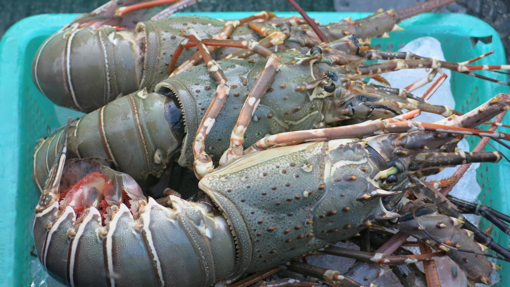 gros plan de grosses crevettes photo