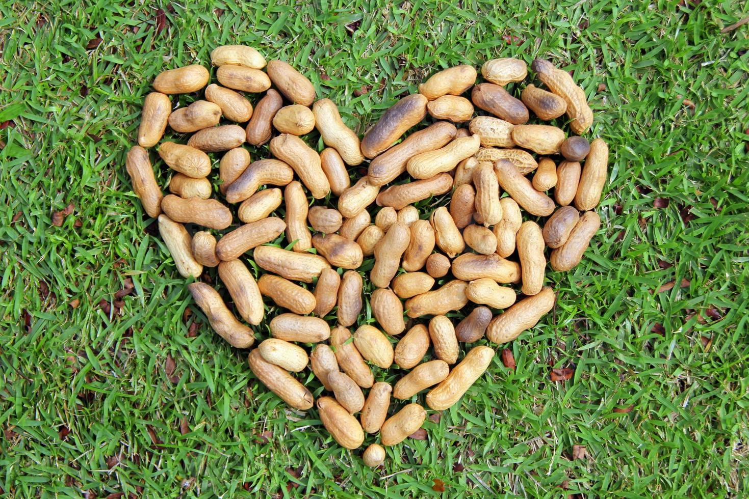 le coeur des noix sur l'herbe pour la saint valentin. photo