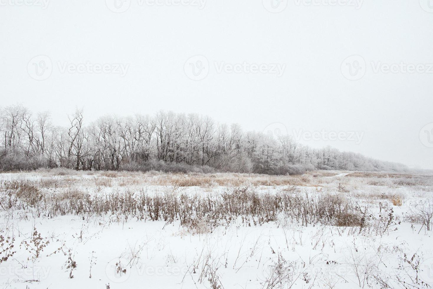 paysage d'hiver de champ enneigé photo