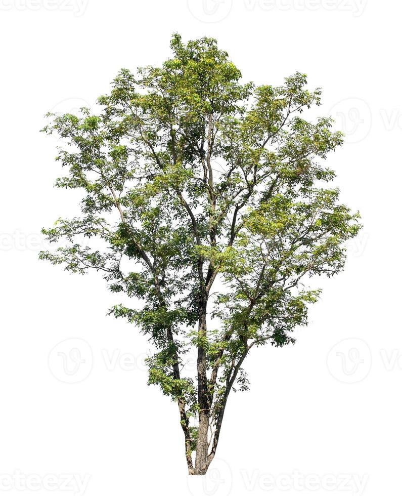 les arbres isolés sur fond blanc conviennent à la fois à l'impression et aux pages Web photo