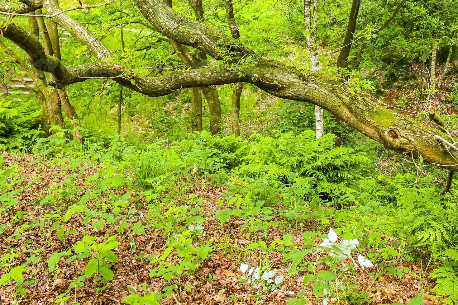 drôles de branches de chêne cultivées du nord de l'allemagne. photo