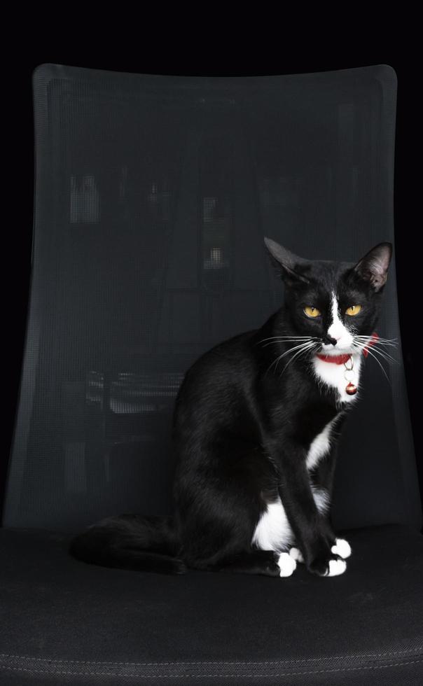 chat noir sur fauteuil noir photo
