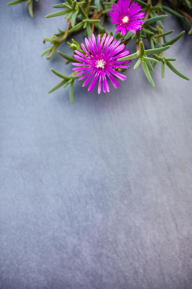 fleurs de plantes à glace lampranthus sur fond de pierre grise photo