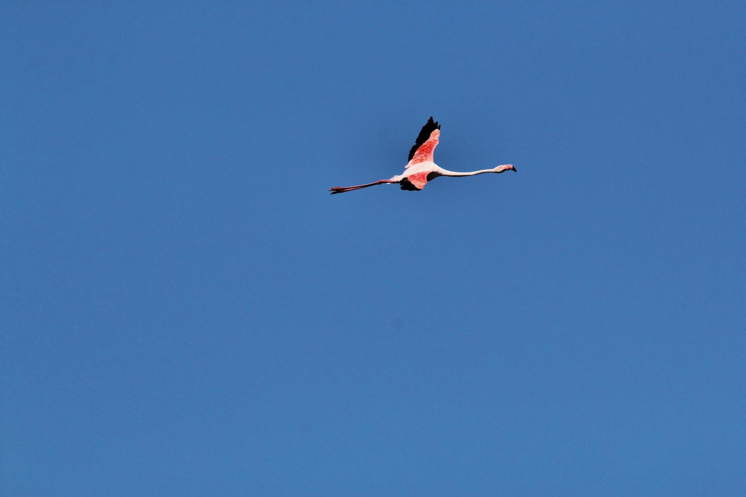 une vue d'un flamant rose photo