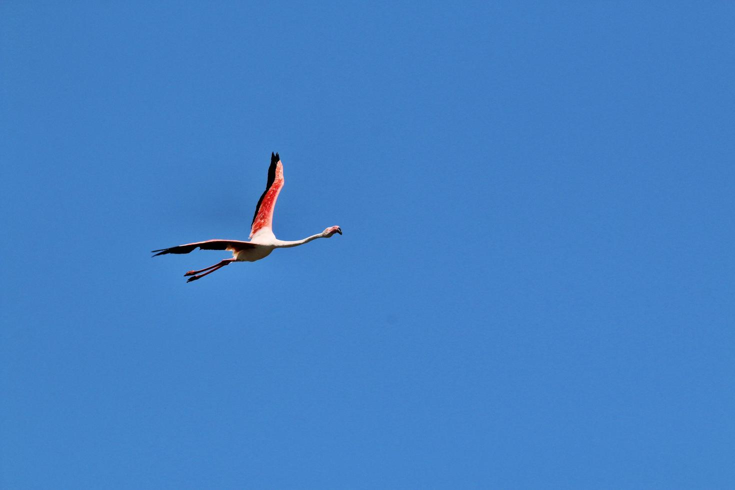 une vue d'un flamant rose photo