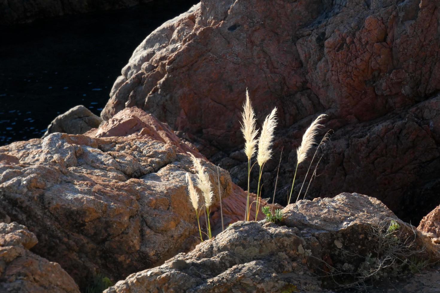 fleurs séchées et feuilles méditerranéennes sur fond marin photo