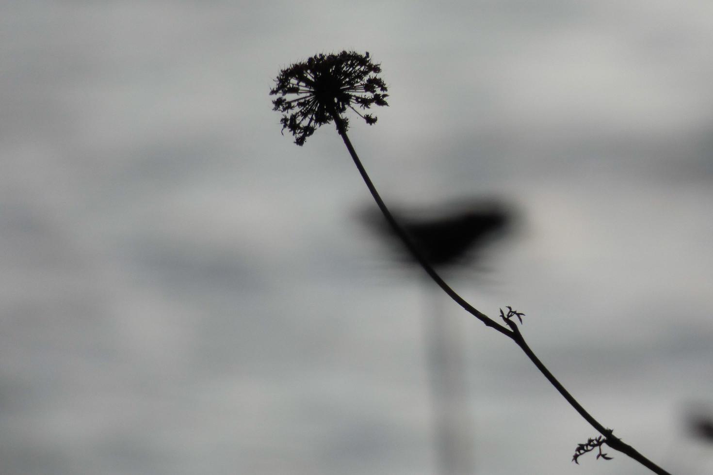 fleurs séchées et feuilles méditerranéennes sur fond marin photo