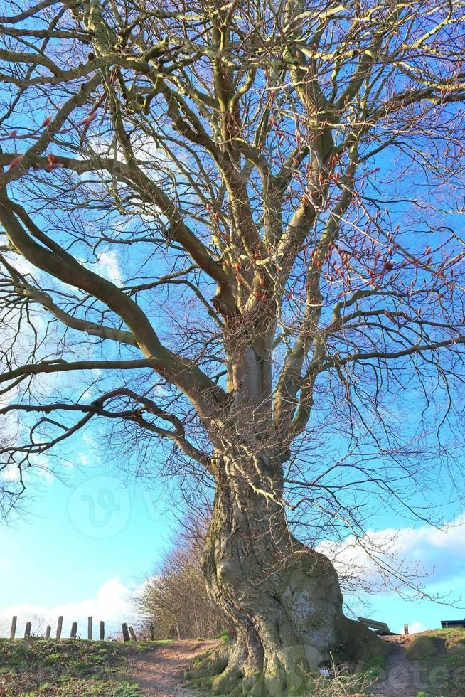 vue d'une cime d'arbre un jour d'été photo