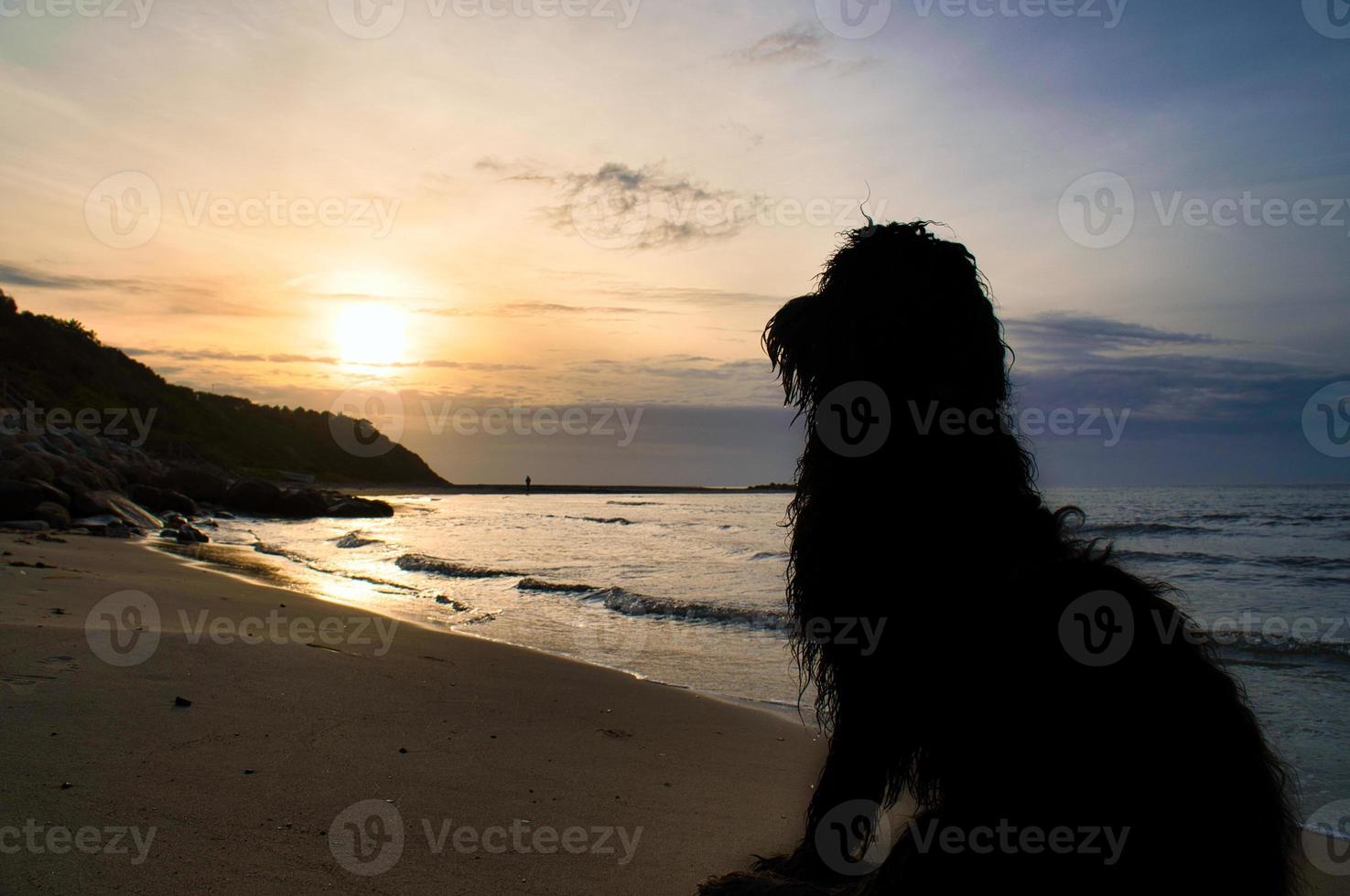 goldendoodle est assis sur la plage au bord de la mer et regarde le coucher du soleil. vagues dans l'eau et sable sur la plage. paysage photographié avec un chien photo