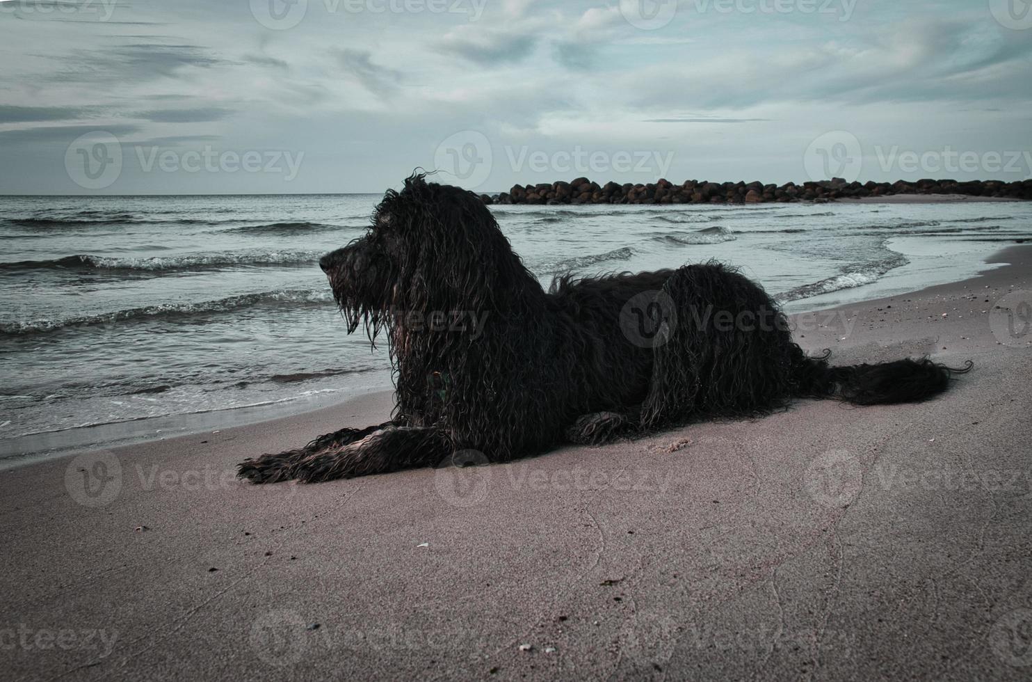 goldendoodle est allongé sur la plage au bord de la mer et prêt à jouer. vagues dans l'eau photo