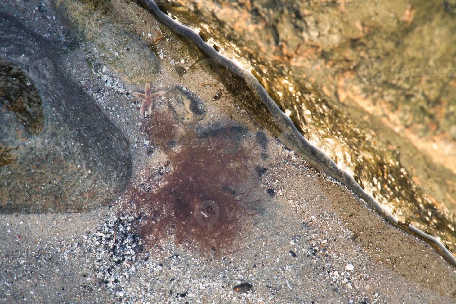 étoile de mer sous l'eau allongée dans le sable devant le réservoir marin. animal marin sur la côte photo