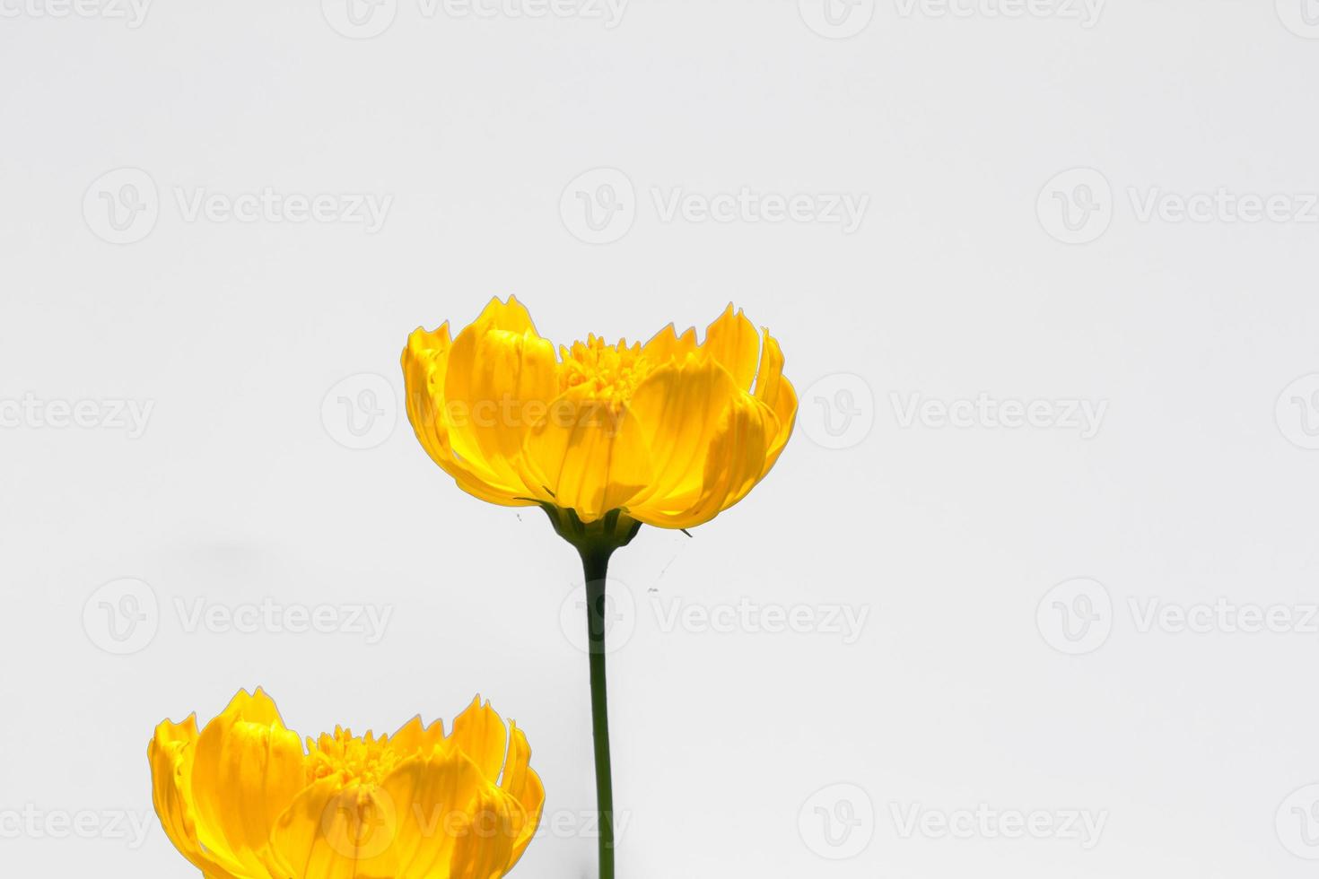 belles fleurs jaunes en étoile ou fleurs de cosmos dans la nature sur fond blanc, dans la nature une couleur jaune clair, beaucoup d'espace pour écrire et faire une affiche. photo