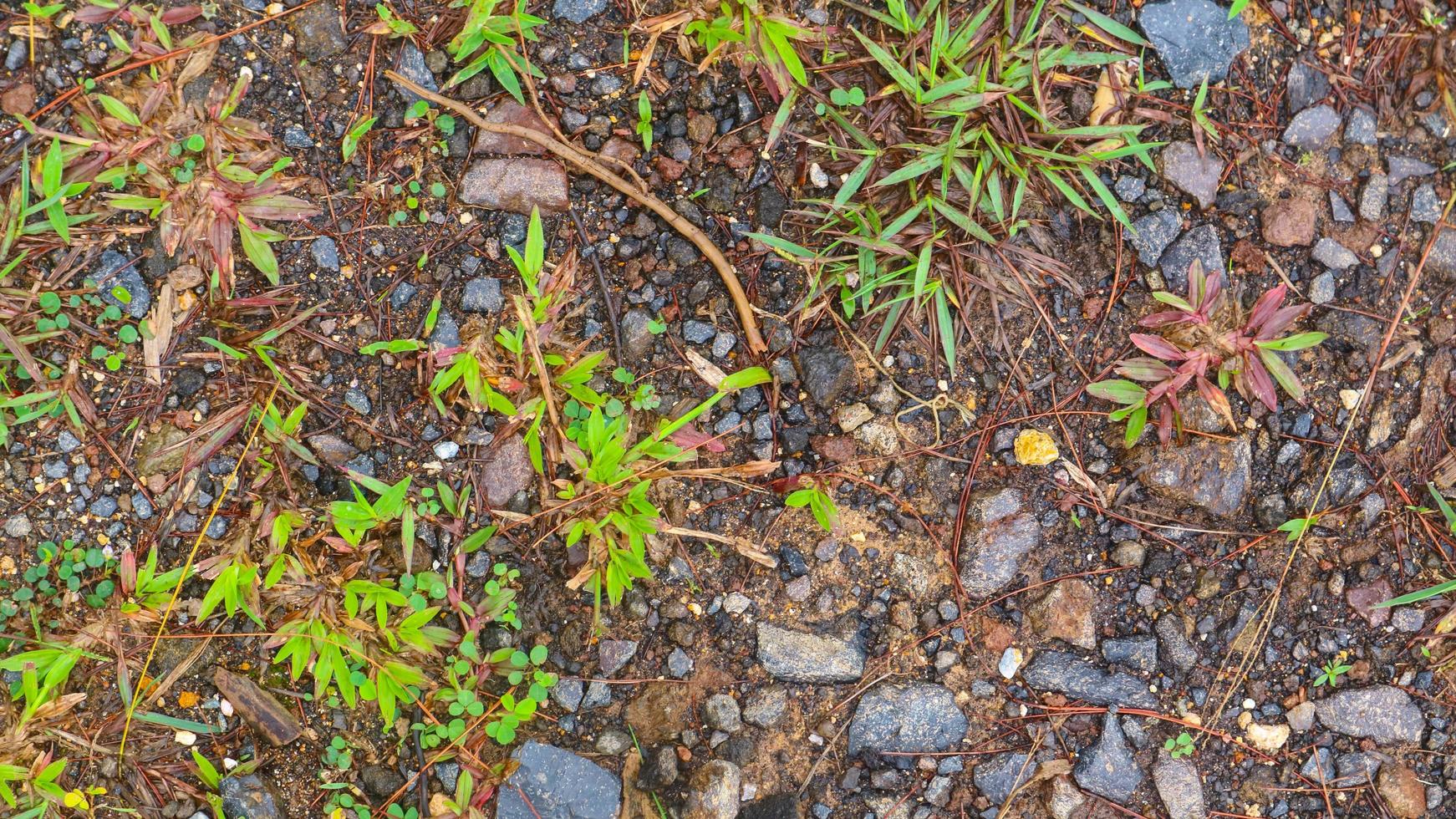 le sol sablonneux avec de l'herbe verte en arrière-plan photo