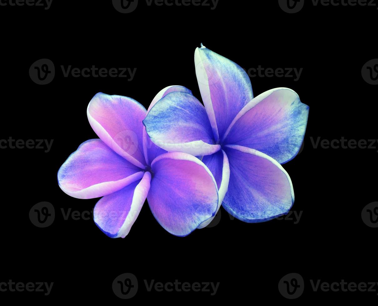 plumeria ou frangipanier ou fleur d'arbre de temple. gros plan bouquet de fleurs de plumeria exotique rose-violet isolé sur fond blanc. photo