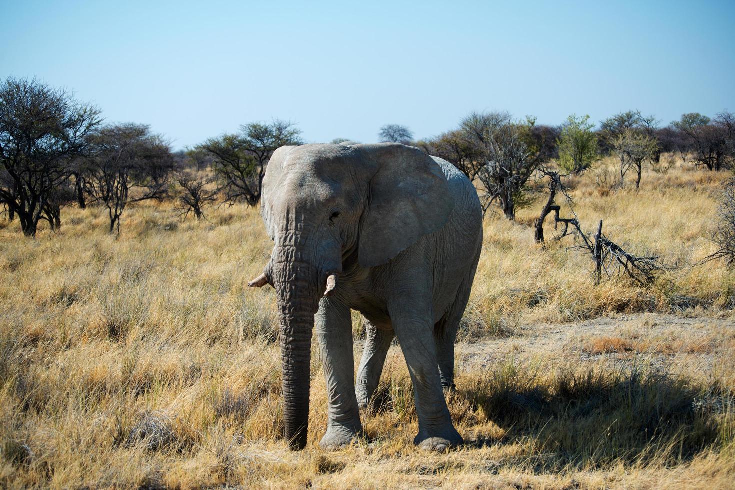 grand éléphant dans la savane namibienne photo