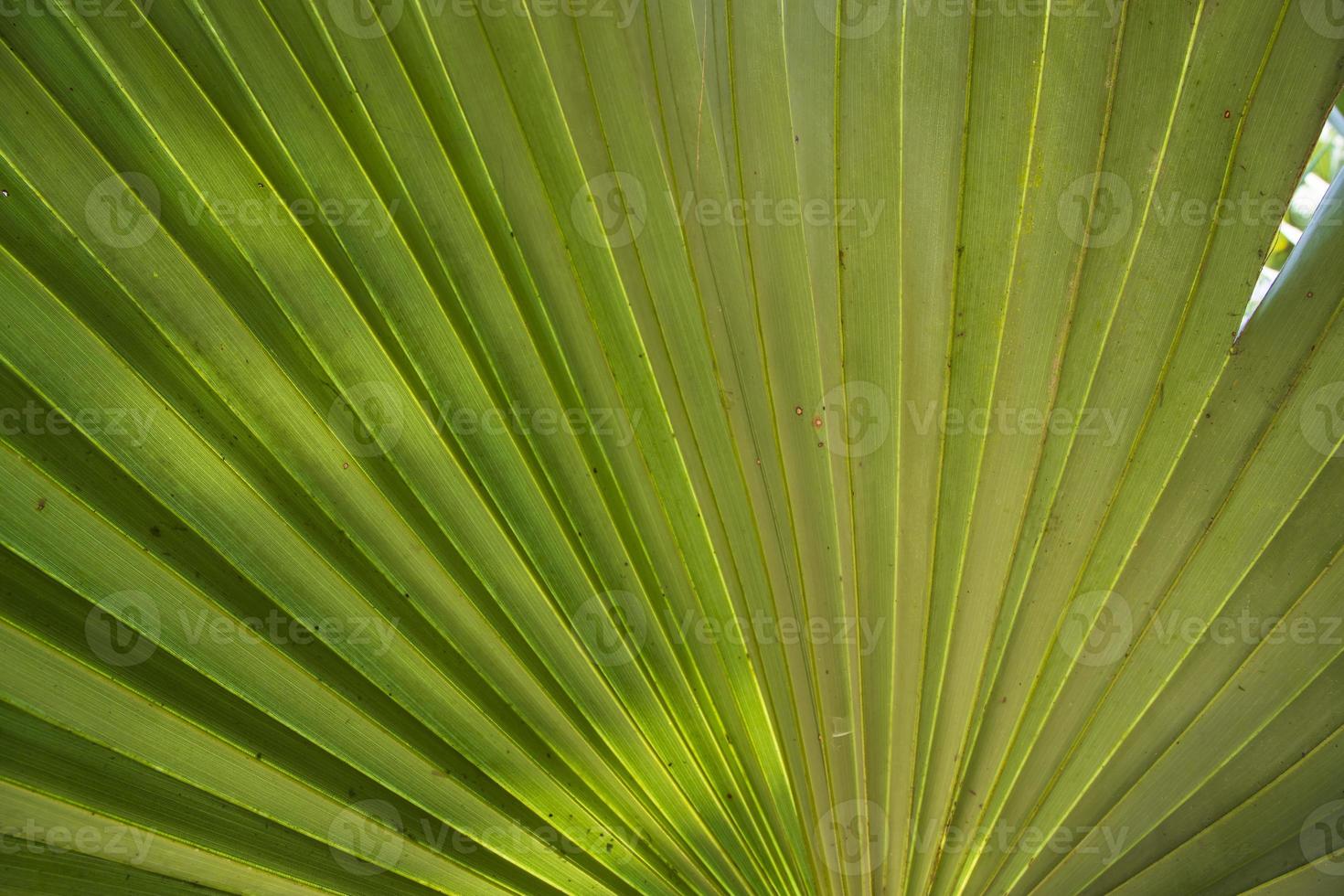 feuilles de palmier vert naturel tropical motif texture abstrait photo