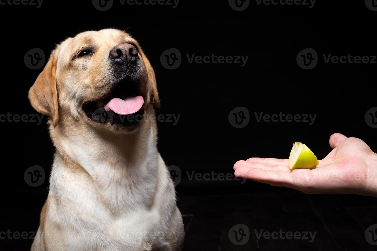 portrait d'un chien labrador retriever avec une tranche de pomme sur le nez. photo