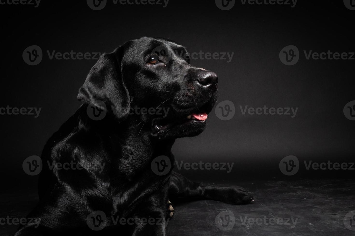 portrait d'un chien labrador retriever sur un fond noir isolé. photo