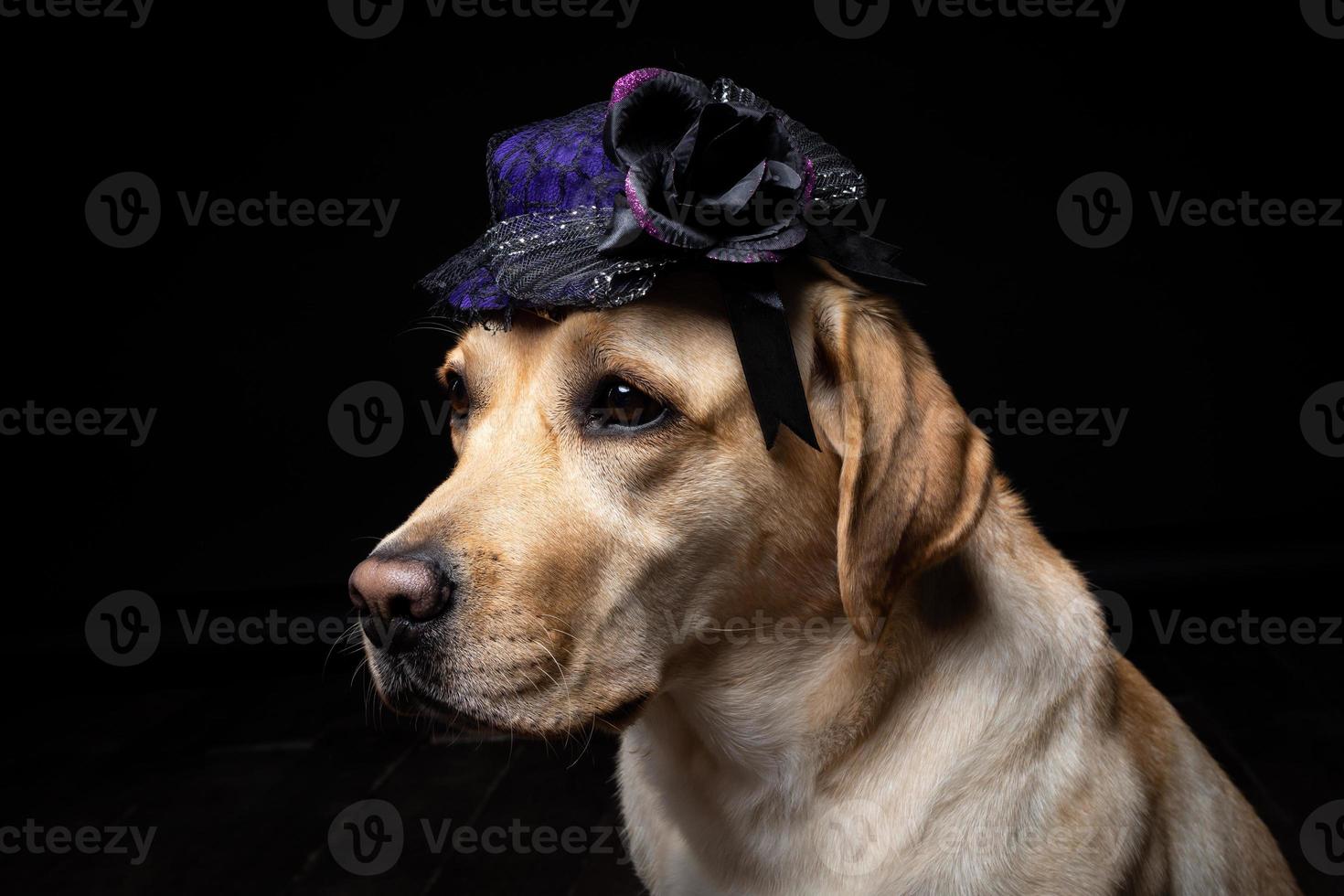 gros plan d'un chien labrador retriever dans une coiffe. photo