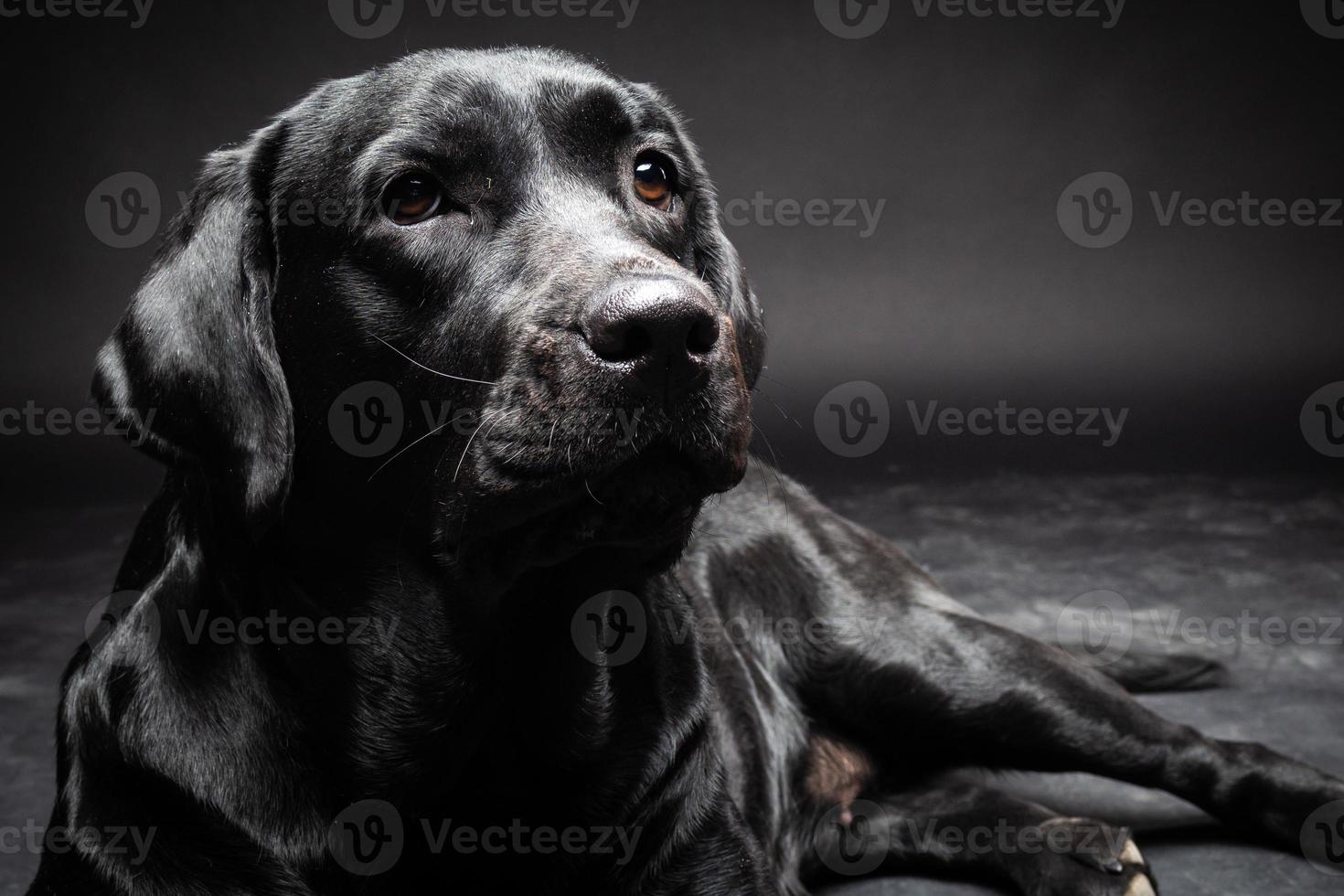 portrait d'un chien labrador retriever sur un fond noir isolé. photo