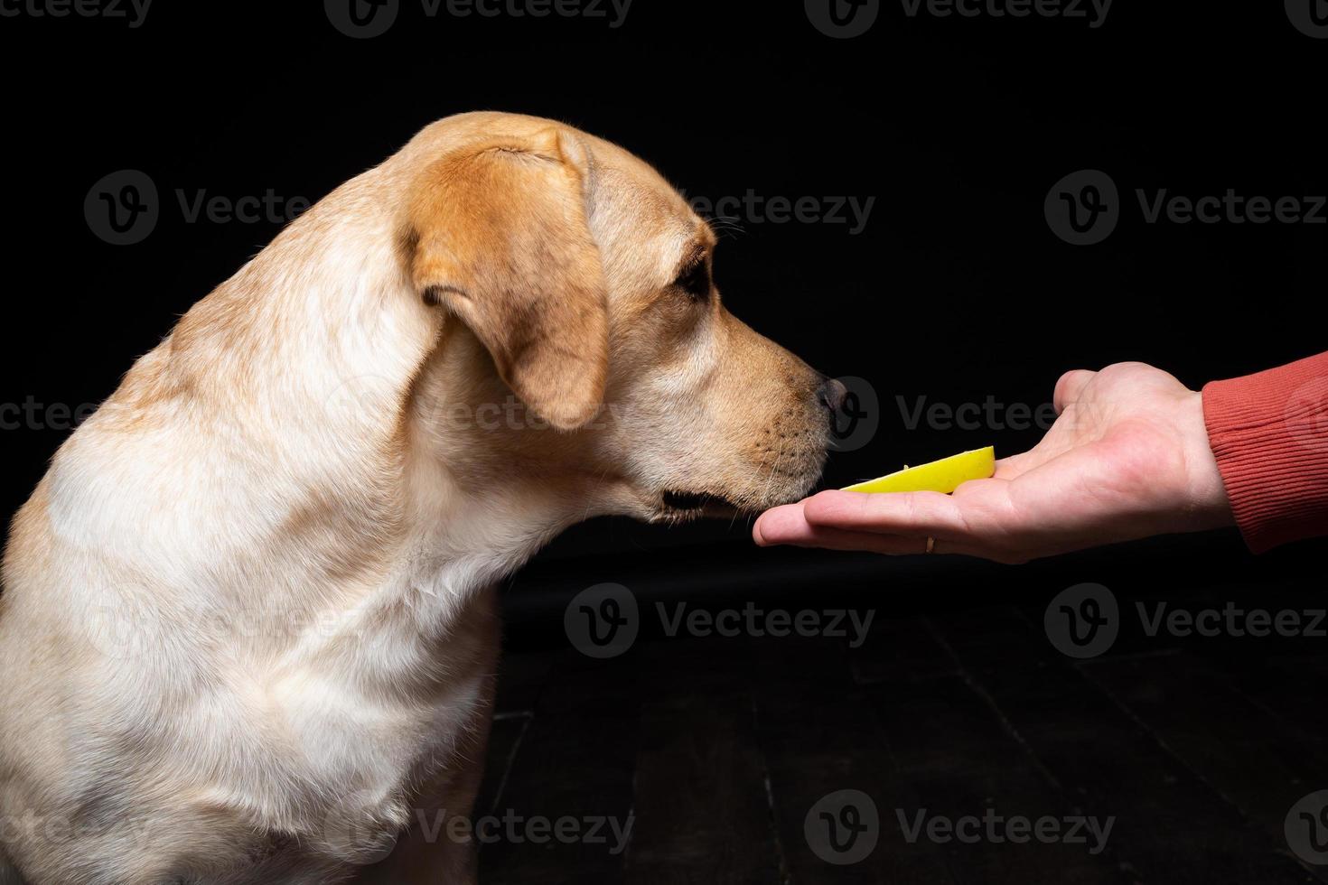 portrait d'un chien labrador retriever avec une tranche de pomme sur le nez. photo