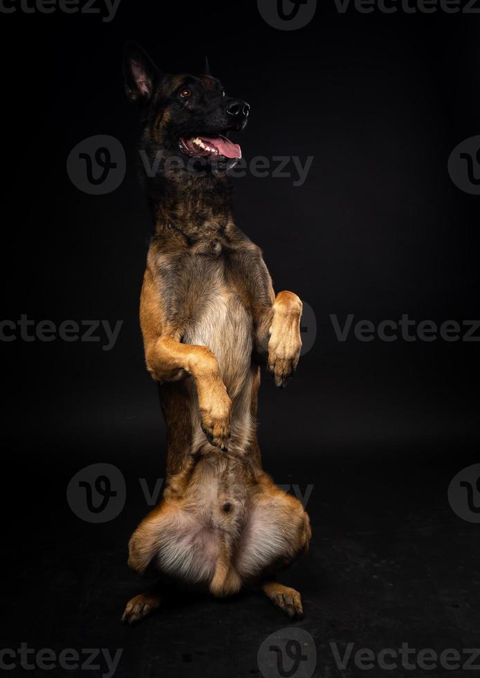 portrait d'un chien de berger belge sur un fond noir isolé. photo