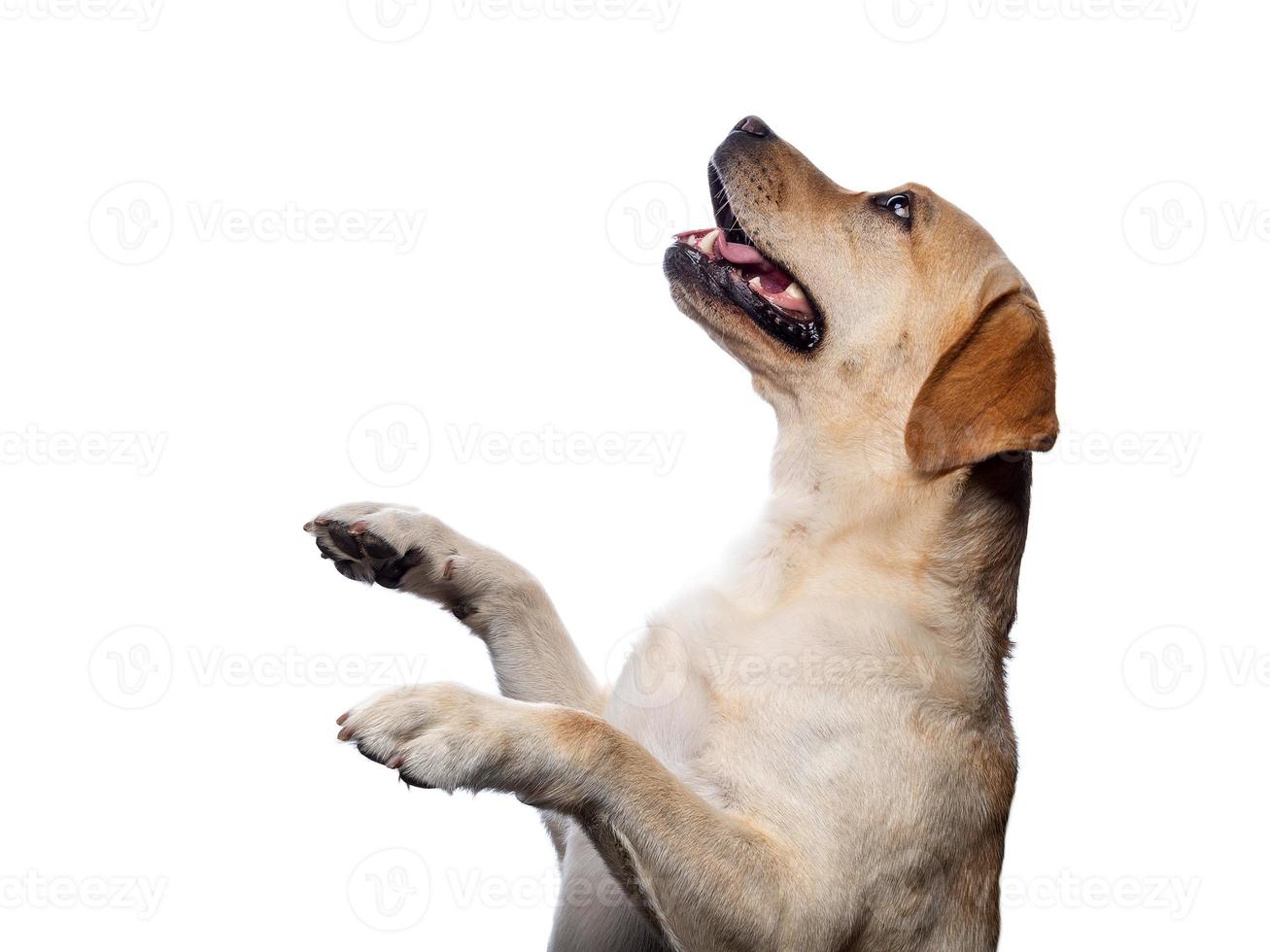 portrait d'un chien labrador retriever sur un fond blanc isolé. photo