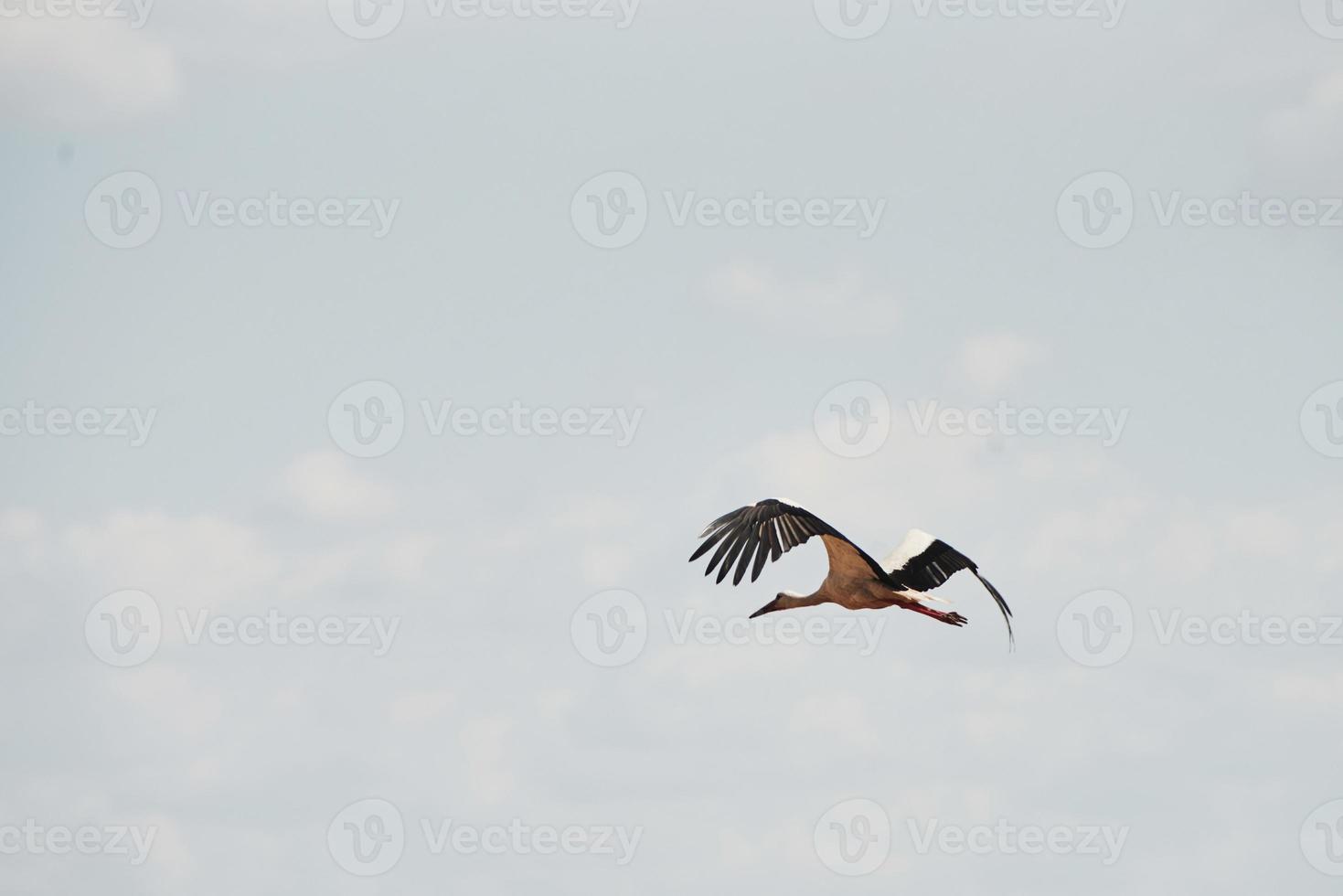 une cigogne volant haut dans le ciel. ailes levées. la faune animale photo