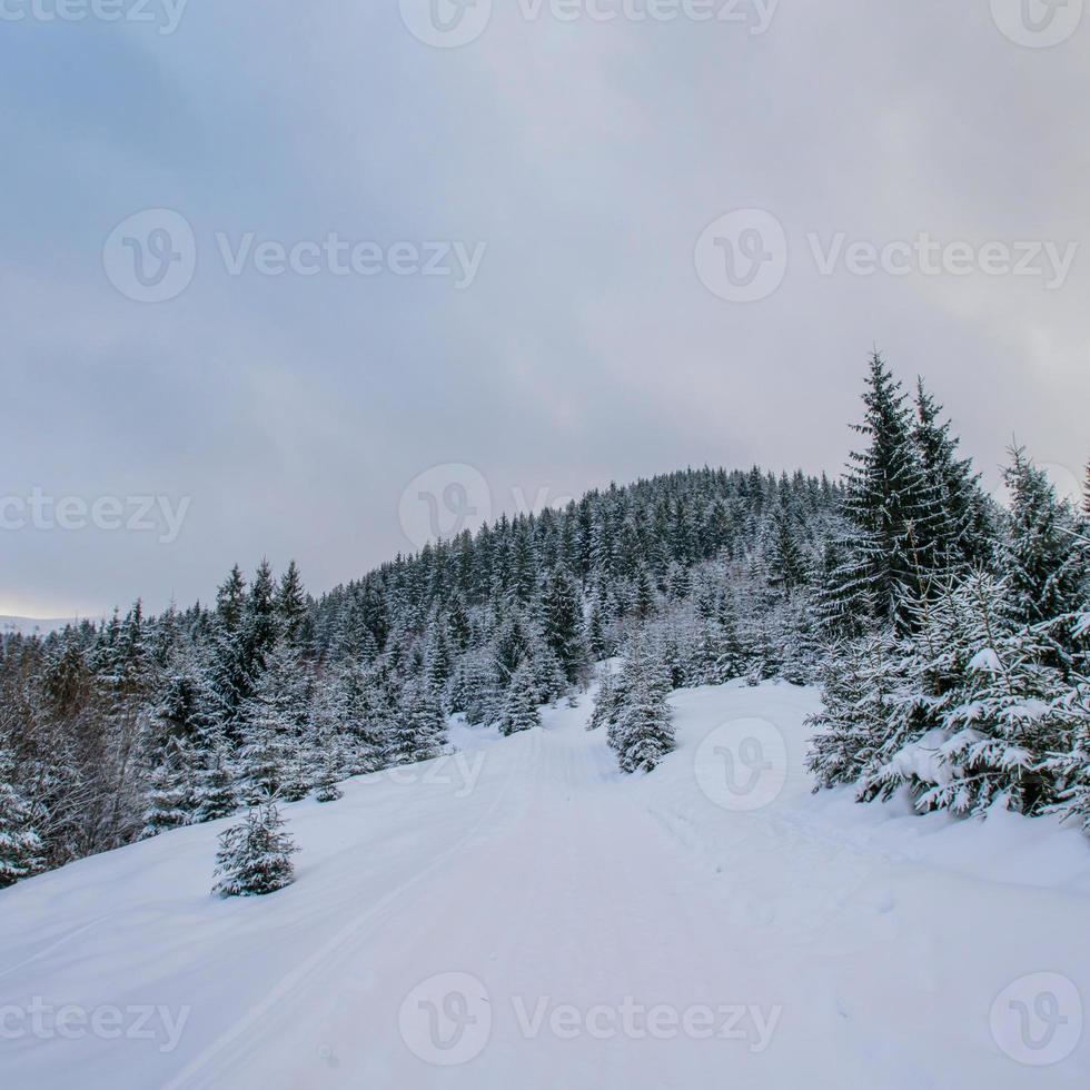 paysage d'hiver dans les montagnes photo