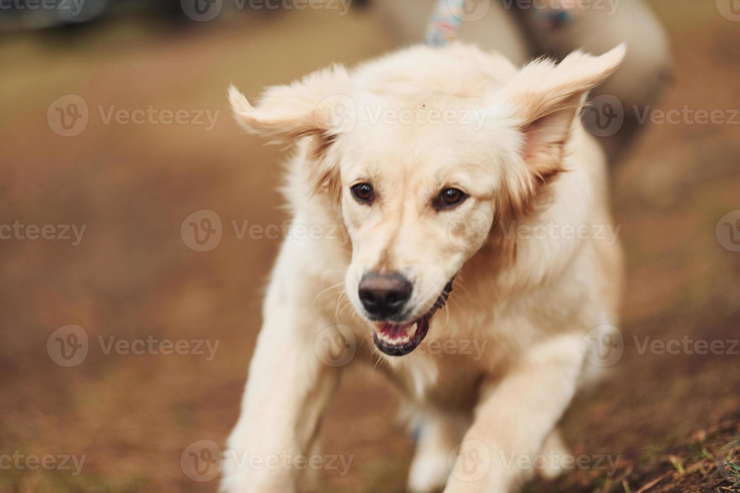 vue rapprochée d'un mignon chien heureux qui court dans la forêt avec son propriétaire à l'arrière-plan photo