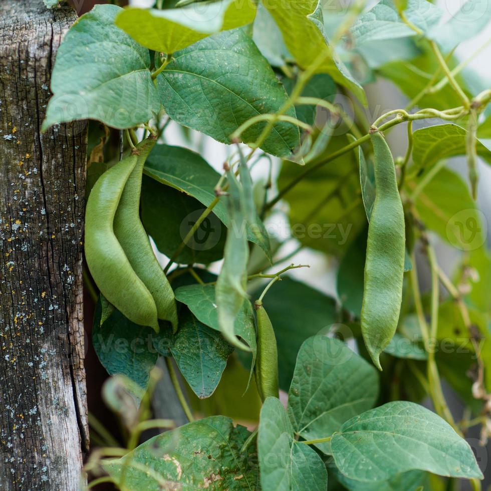 Haricots poussant dans un potager photo