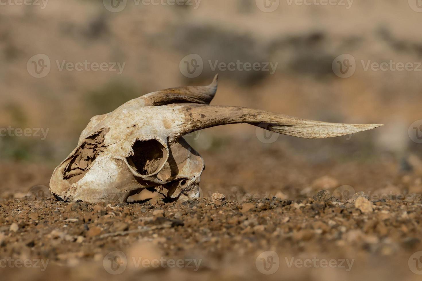 crâne de chèvre au sol photo