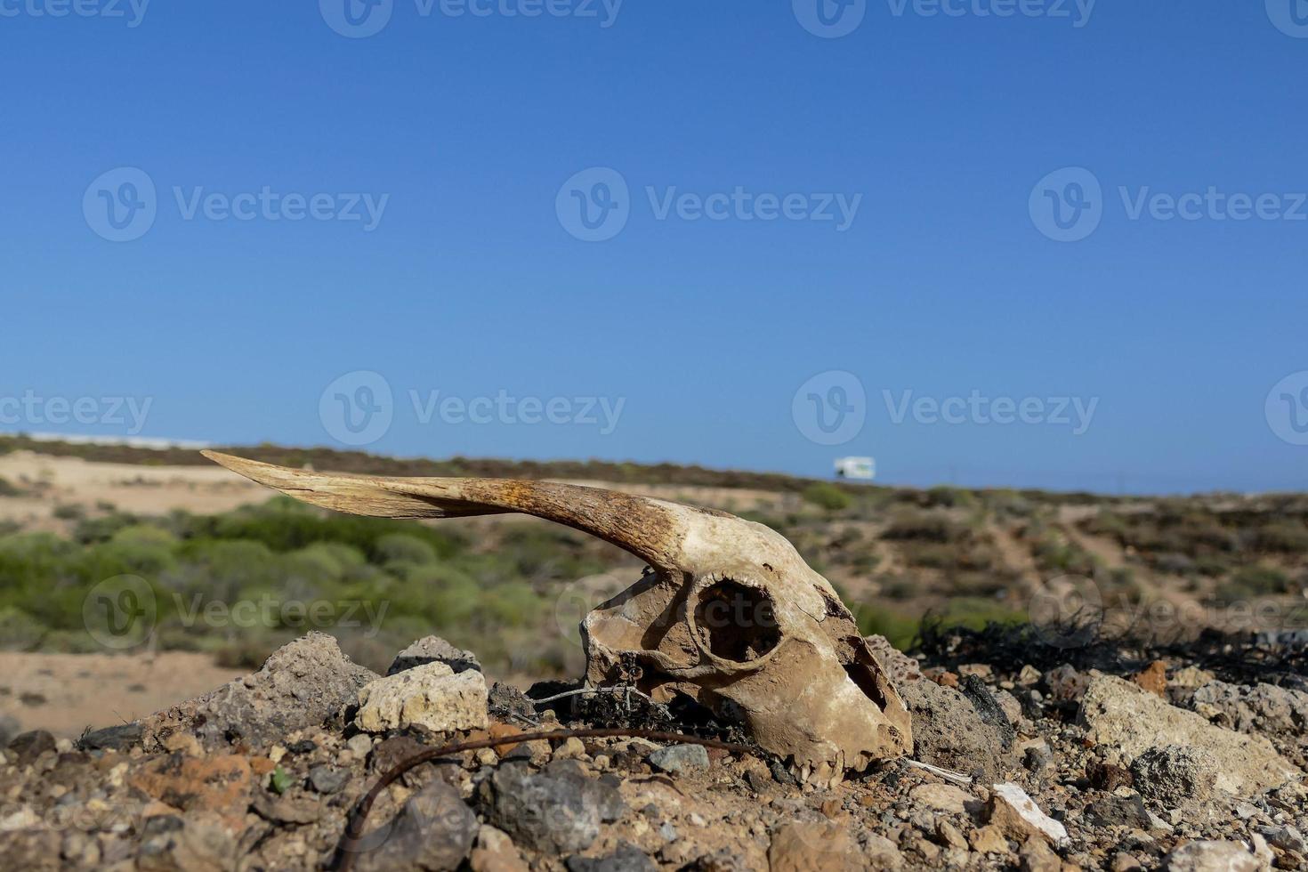 crâne de chèvre au sol photo