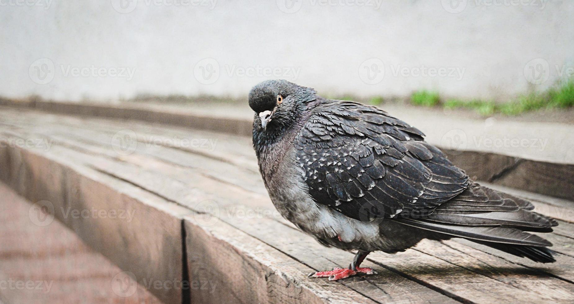 population de pigeons dans les villes est en croissance. photo