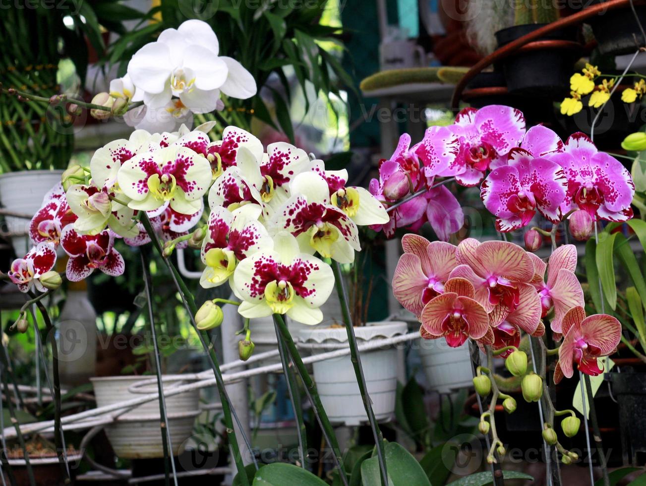 belles fleurs d'orchidées photo