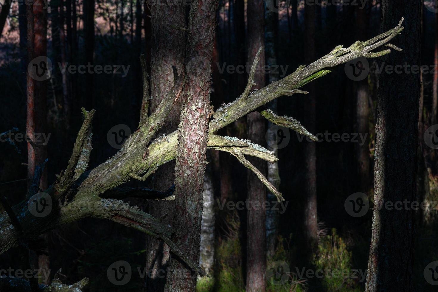 forêt de pins et d'épicéas photo