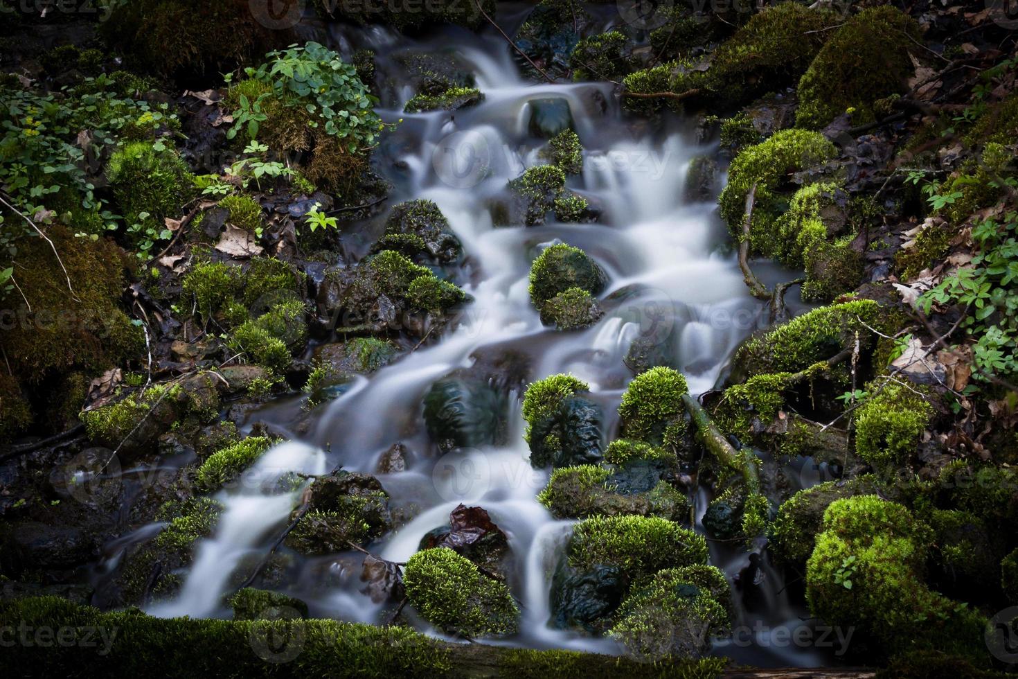 petite rivière forestière au début du printemps photo