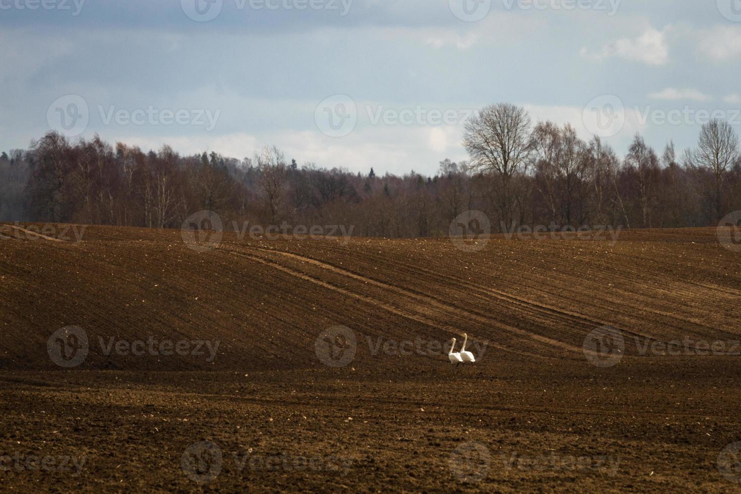 paysages de printemps avec des nuages photo