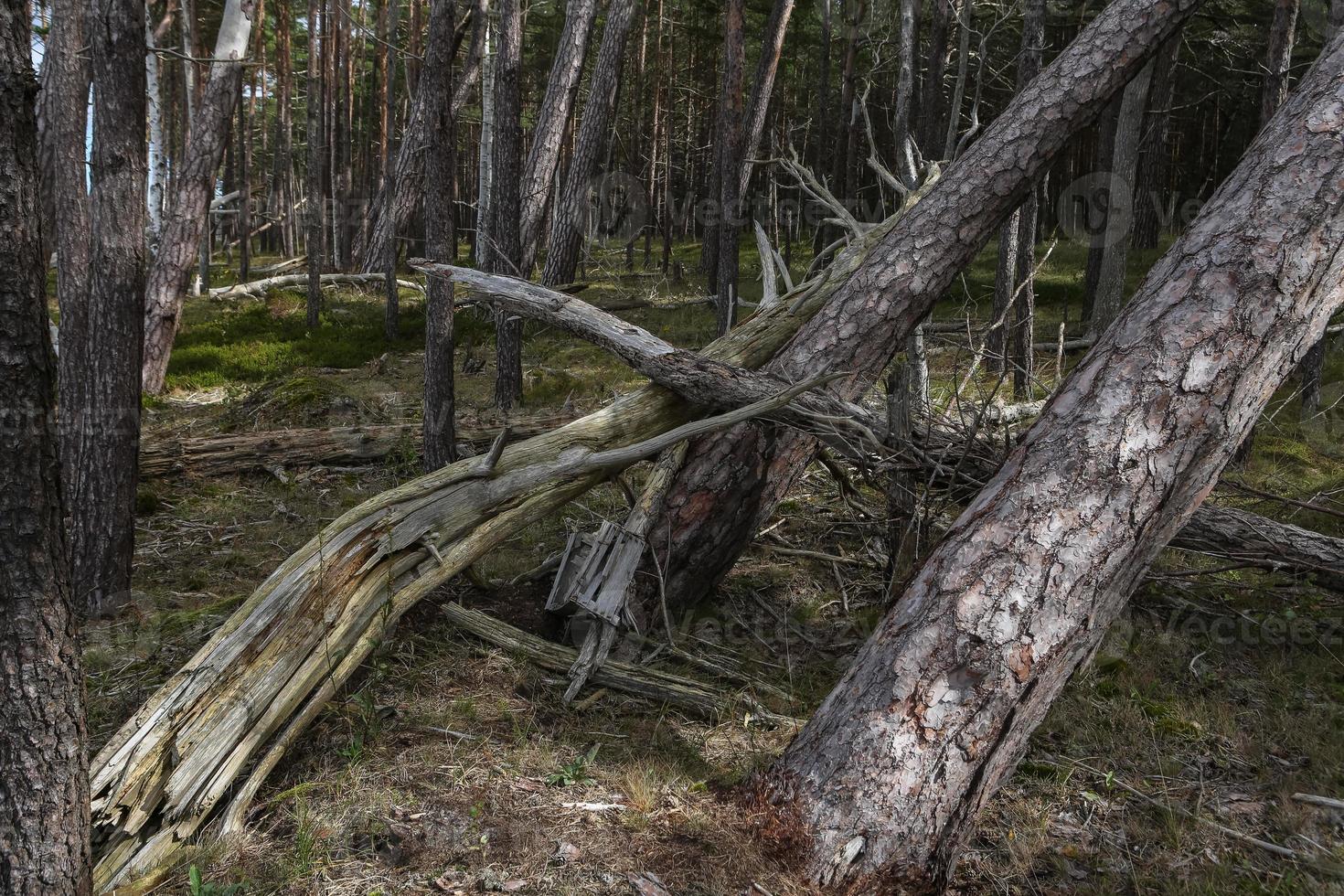 forêt de pins et d'épicéas photo