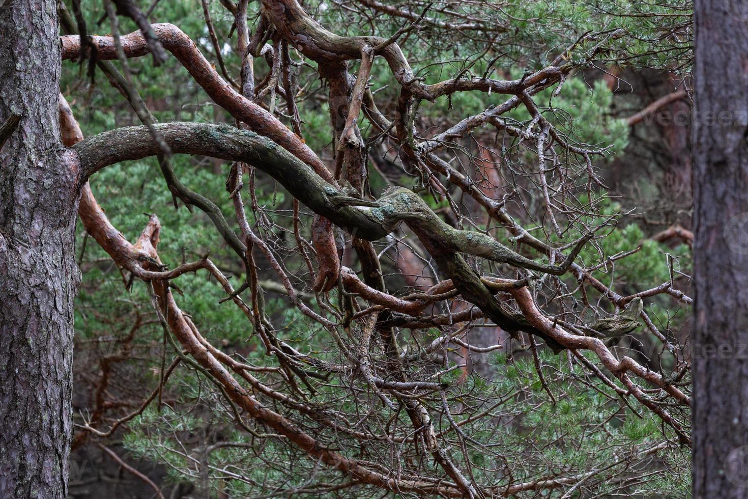 forêt de pins et d'épicéas photo