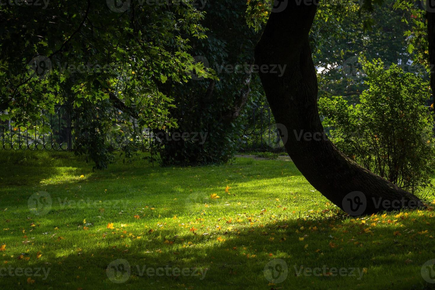 vieille ville de tallinn en été photo