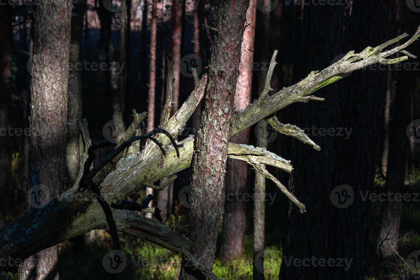 forêt de pins et d'épicéas photo