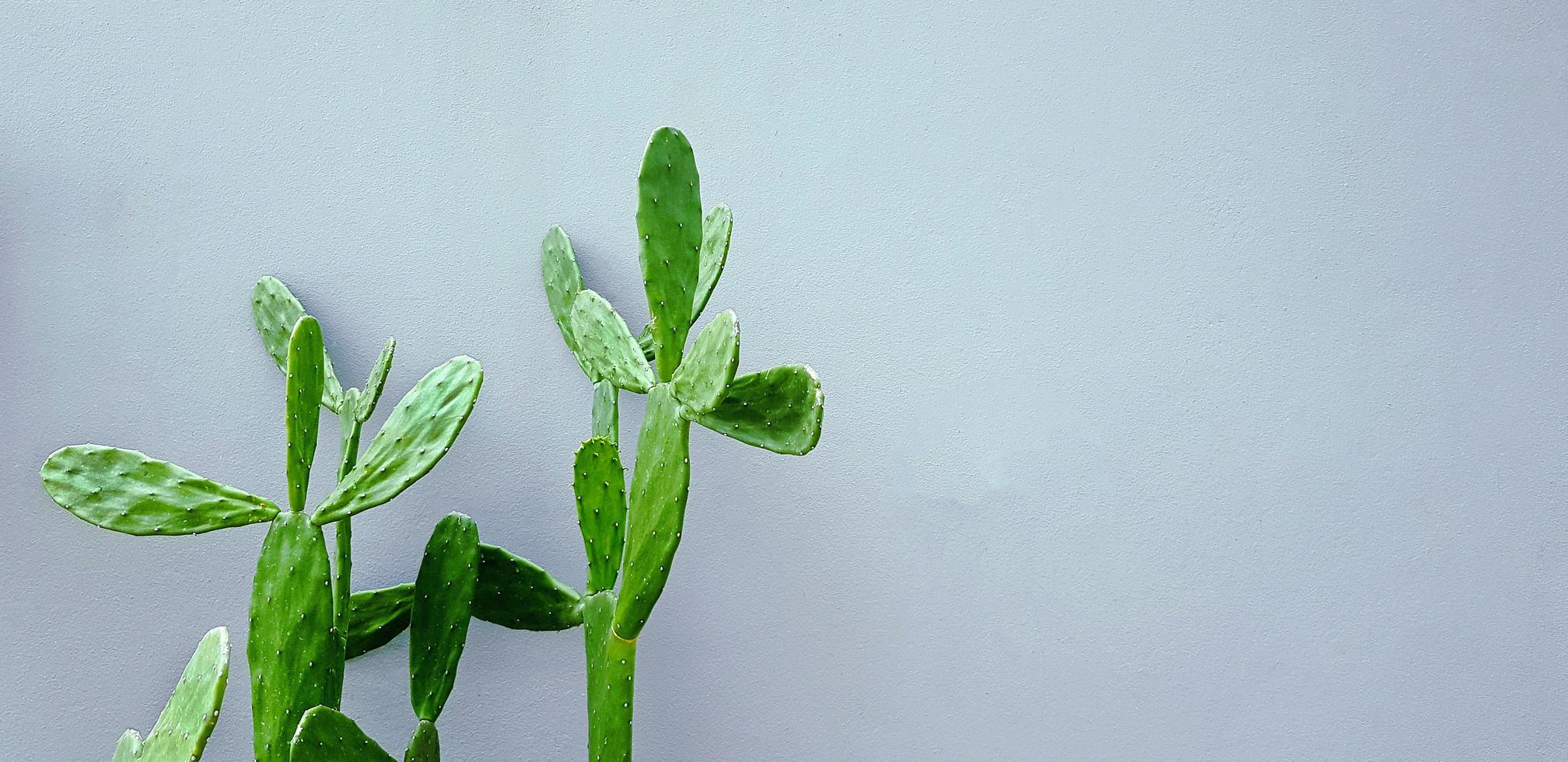 cactus vert avec ombre sur mur de béton gris avec espace de copie à droite. arbre ou plante sur papier peint gris ou fond avec lumière le matin. photo